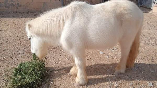 Bienestar Animal contabiliza 163 animales recogidos de las calles de la Vila durante 2020 