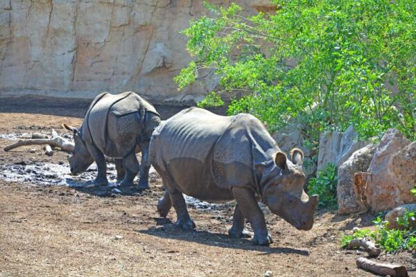 Terra Natura Benidorm alerta de la presión que ejerce la caza furtiva en las poblaciones de rinocerontes