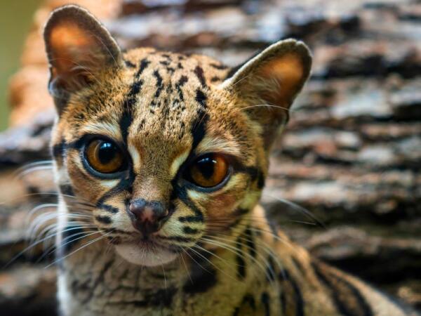 Terra Natura Benidorm recibe la llegada por  primera vez de un margay a sus instalaciones