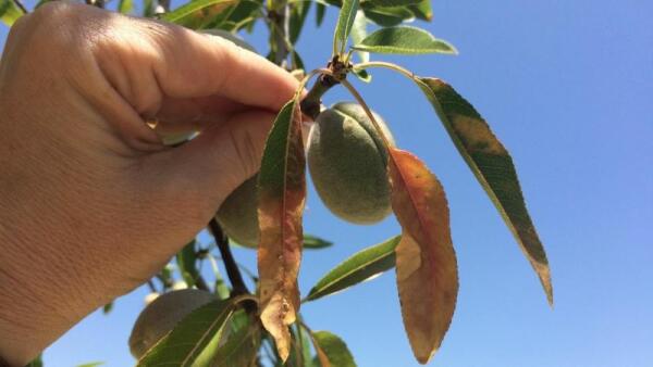 El Ayuntamiento de la Vila Joiosa pone fechas para el reparto de producto fitosanitario contra la Xylella Fastidiosa