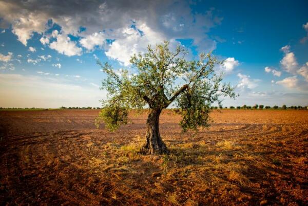 El aceite de oliva está tan, tan caro en España que ahora mismo sale más barato comprarlo en Australia 