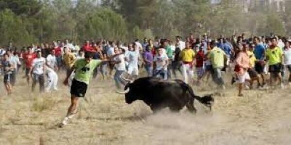 Pacma logra que la Justicia suspenda el Toro de la Vega horas después de que la Fiscalía le diera su visto bueno