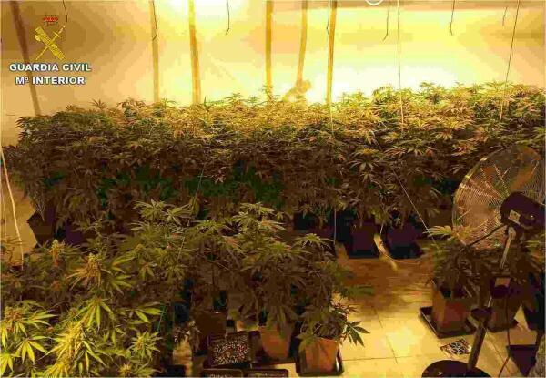 Avisan a la Guardia Civil por una agresión en La Nucía y acaban detenidos por un cultivo de marihuana indoor 