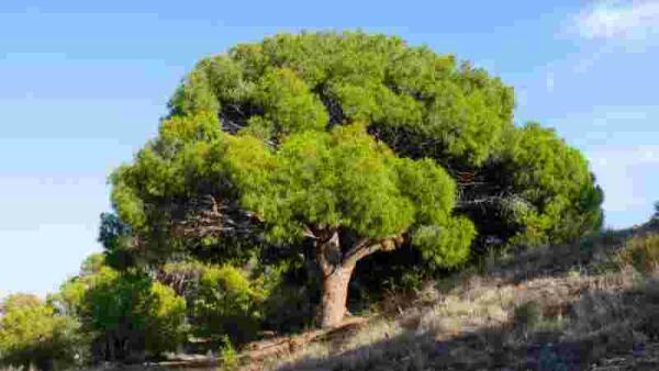Altea // El Pleno aprueba por unanimidad el Catálogo Municipal de Árboles Monumentales