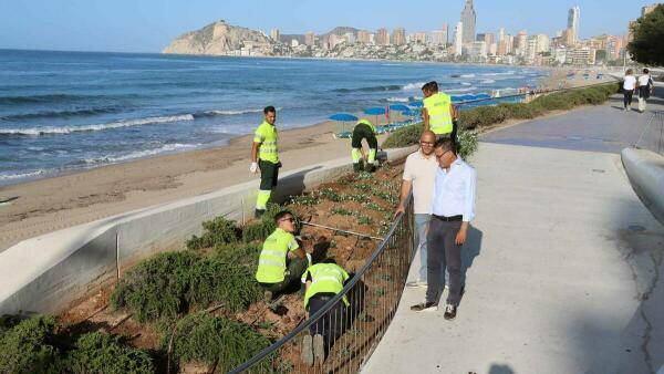 Benidorm lanza una campaña para proteger las plantas con motivo del inicio de la renovación de la jardinería en Poniente 