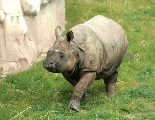 Terra Natura Benidorm colabora en el proyecto internacional Indian Rhino Vision 2020