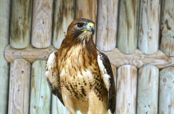 Terra Natura Benidorm incorpora cuatro rapaces a sus demostraciones didácticas para difundir valores de conservación