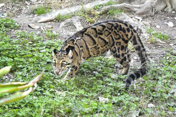 Terra Natura Benidorm aboga por la conservación de la biodiversidad coincidiendo con el Día Internacional de la Pantera Nebulosa