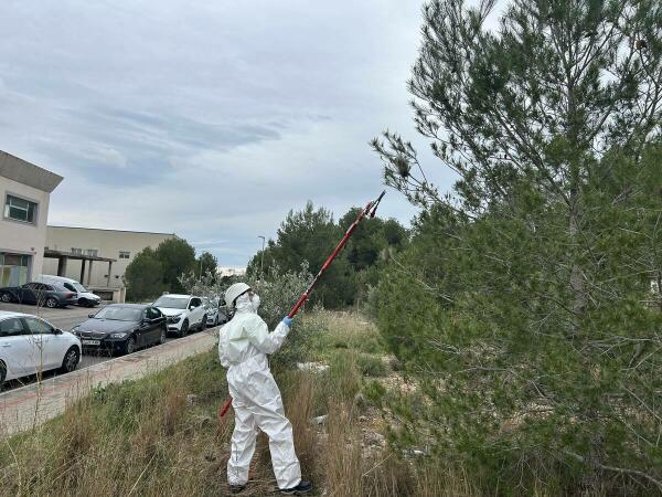 La Nuc&iacute;a contin&uacute;a la campa&ntilde;a contra la de procesionaria del pino