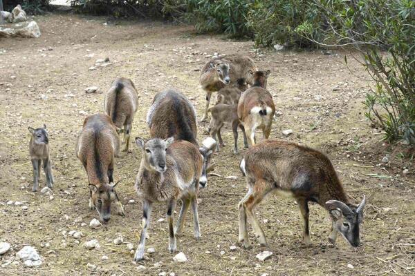 La primavera se deja sentir en Terra Natura Benidorm con los primeros nacimientos de la temporada
