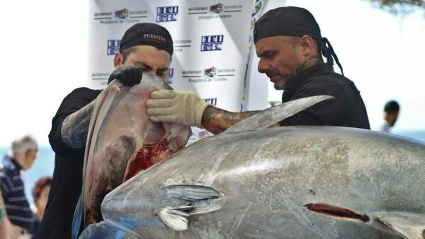 El ronqueo de un ejemplar de 270 kilos marca el inicio de las ‘IV Jornadas del Atún’, la segunda etapa del Benidorm Gastronómico 2024 