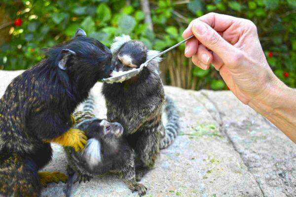 Los animales de Terra Natura Benidorm se preparan contra la llegada del frío