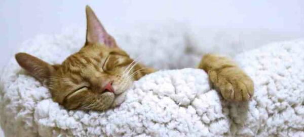 Benidorm desarrolla una campa&ntilde;a de esterilizaci&oacute;n de gatos 