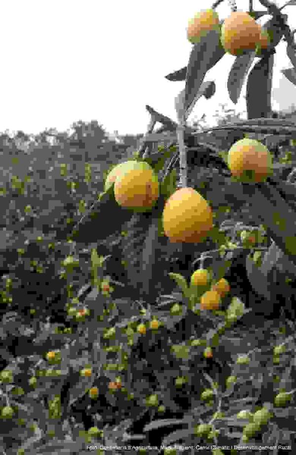 Altea &middot; La Concejal&iacute;a de Agricultura anuncia un nuevo curso de T&eacute;cnico de Especializaci&oacute;n del cultivo del aguacate y el n&iacute;spero 