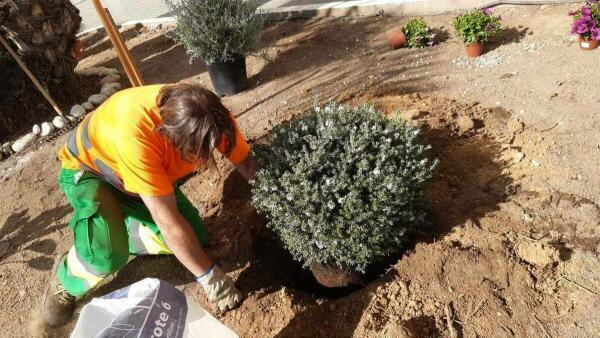 La P&uacute;blica mejora los jardines para que Altea ofrezca &ldquo;su mejor imagen&rdquo; 