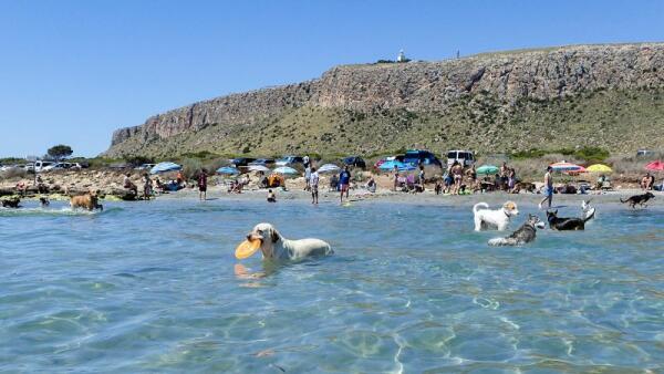 El Patronato Costa Blanca activa un sello ‘Pet Friendly’ para impulsar el turismo con mascotas 