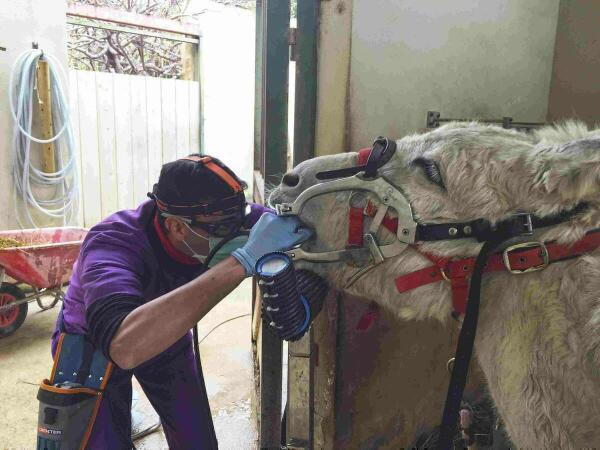 Benidorm &middot; Los burros tambi&eacute;n van al dentista