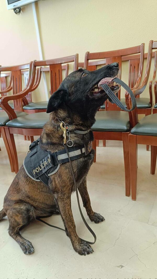 El Alcalde Marcos Zaragoza recibe a Inga, la policía canina campeona de Europa en detección de sustancias estupefacientes