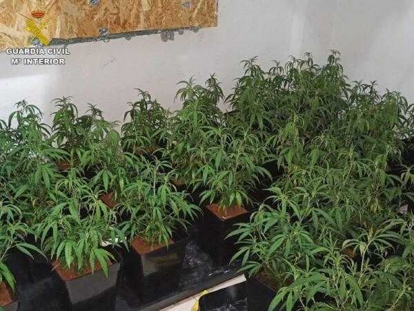 La Guardia Civil detiene a 3 personas por enviar marihuana al extranjero mediante paquetería postal