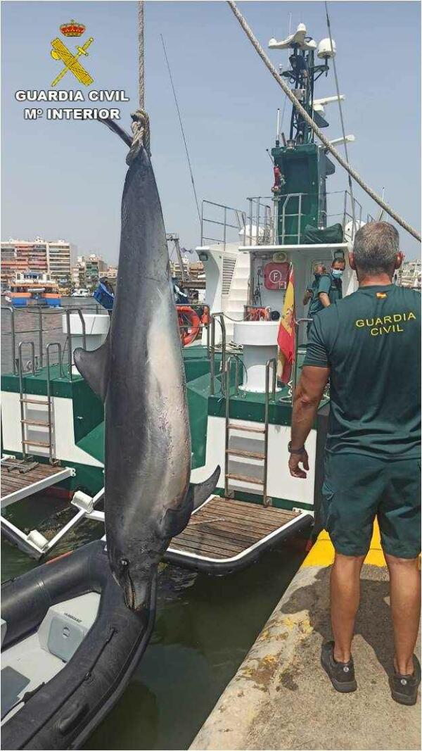 La Guardia Civil recupera un delfín sin vida en las costas de Elche 