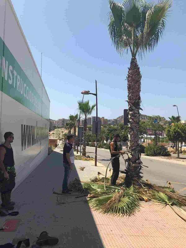 Trabajos de poda y limpieza de palmeras en las zonas verdes municipales de Finestrat