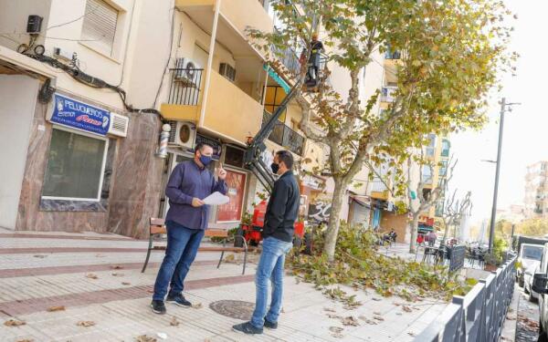 El Ayuntamiento de l’Alfàs inicia una campaña intensiva de poda de arbolado