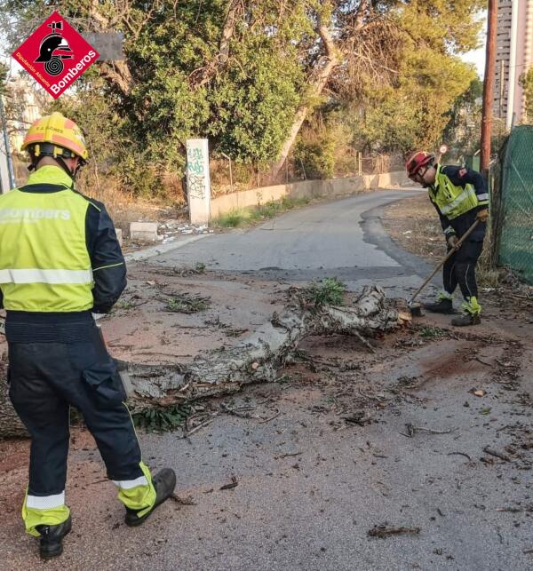 Los Bomberos retiran parte de un árbol caído, en la ya famosa Partida Armanello de Benidorm.