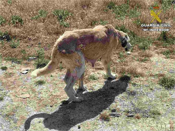 La Guardia Civil investiga a dos hombres, en Jijona y en Jacarilla, por maltrato animal.