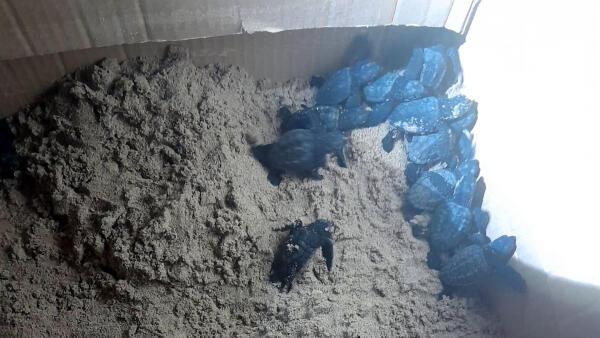Nacen varias decenas de ejemplares de tortuga boba en la playa de Levante de Benidorm