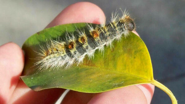 Benidorm aplica t&eacute;cnicas de endoterapia vegetal para atajar la procesionaria del pino en parques y jardines p&uacute;blicos 