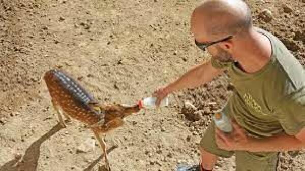 Los cuidadores de Terra Natura Benidorm salvan a dos crías de chital desatendidas