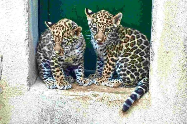 Terra Natura Benidorm ampl&iacute;a su colecci&oacute;n biol&oacute;gica con el nacimiento de dos cr&iacute;as de jaguar 