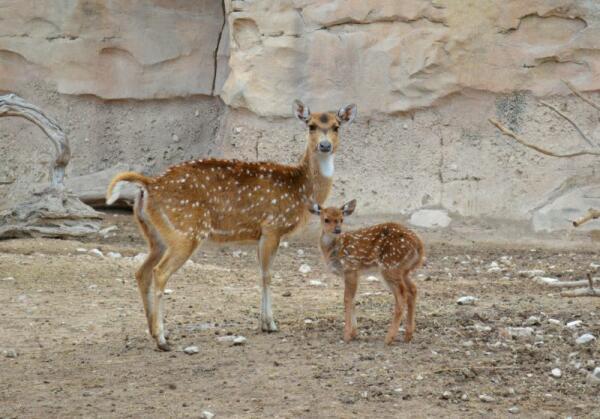 Un chital, primer nacimiento del año en Terra Natura Benidorm