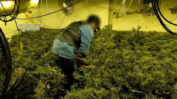 La Guardia Civil destapa dos sofisticadas plantaciones de marihuana indoor en Alicante 