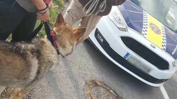 La Policía de la Vila salva a un perro de morir  atropellado en la AP-7