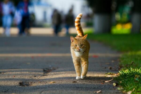 Las protectoras españolas recogieron en 2022 más de 288.000 perros y gatos, casi un 3% del total de los que viven en España