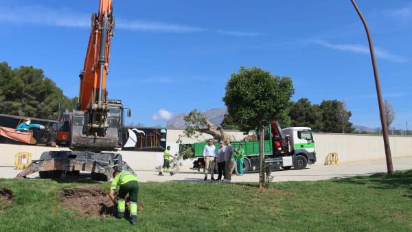 Benidorm inicia la replantación del ficus que un vendaval arrancó del Parque de Elche hace 15 años  
