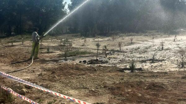 Benidorm planta 300 &aacute;rboles en el entorno del aparcamiento disuasorio de la avenida Beniard&aacute; 