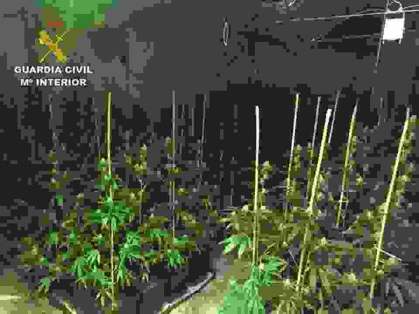 La Guardia Civil acude a un incendio en La Nuc&iacute;a y termina deteniendo a una persona por cultivar marihuana.