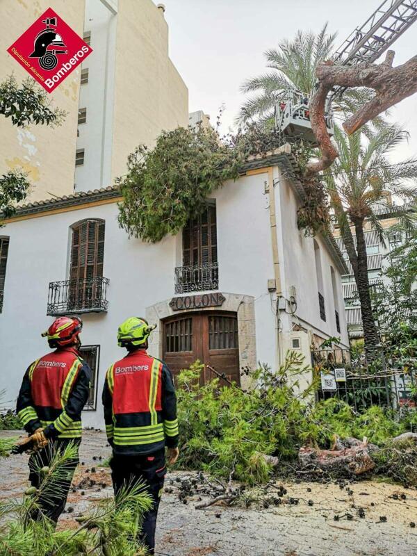 CAIDA PINO CENTENARIO EN BENIDORM 