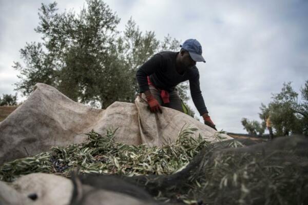 La borrasca Aline pone contra las cuerdas la esperanzas del aceite de oliva 