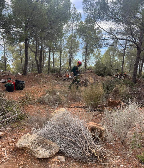 El Ayuntamiento actúa en la zona quemada de Altea Hills en el incendio del pasado enero 