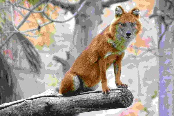 Terra Natura Benidorm se integra como nuevo miembro en el Comité Europeo del EEP de dholes