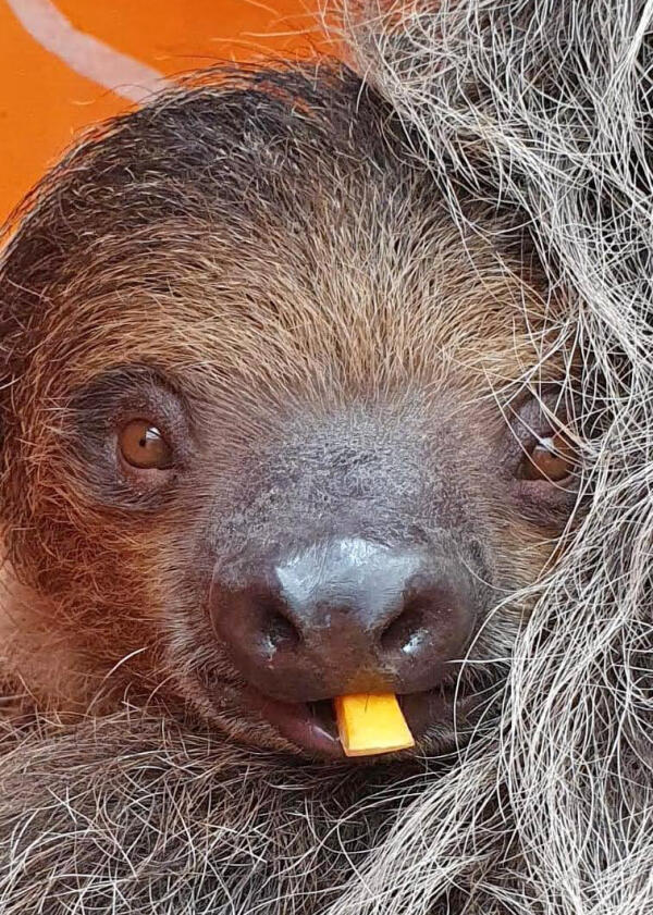 Nace un perezoso de dos dedos en Terra Natura Benidorm