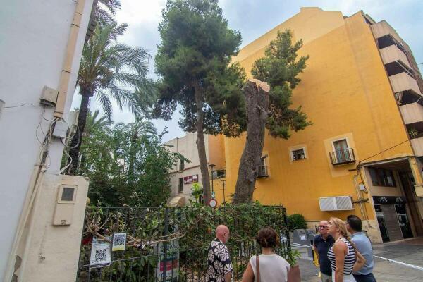 Los técnicos descartan daños en la estructura de la casa museo de l’Hort de Colón tras caerle un pino sobre la cubierta 