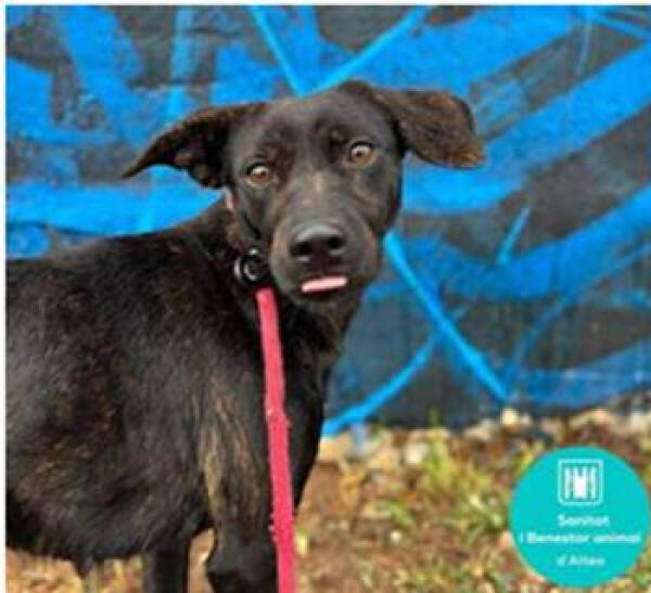 Sanitat i Benestar Animal llancen un missatge de conscienciació contra l'abandó d'animals