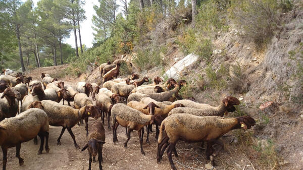 Las ovejas regresan a la Serra de Bèrnia como aliadas en la prevención de incendios