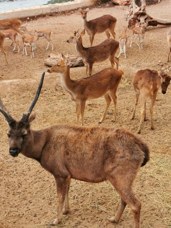 Terra Natura Benidorm celebra el D&iacute;a Internacional de los Bosques 2026 con un taller educativo centrado en la biodiversidad forestal