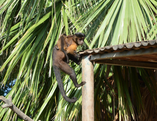 La manada de monos capuchinos de Terra Natura Benidorm alcanza los 11 ejemplares con un nuevo nacimiento