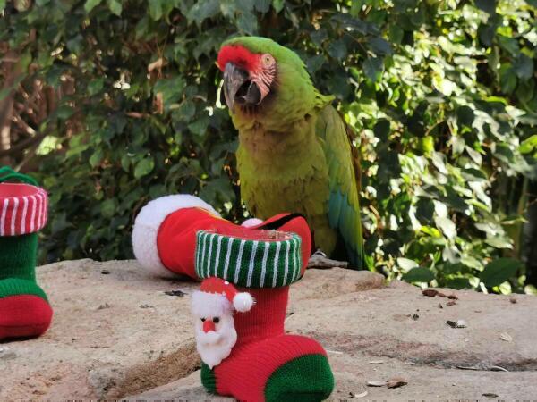 La Navidad se adelanta para los animales de Terra Natura Benidorm con enriquecimientos ambientales especiales